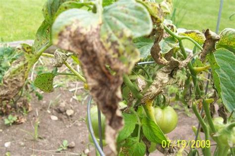 Tomato Plant Leaves Turning Black An Affected Plant May Also Exhibit
