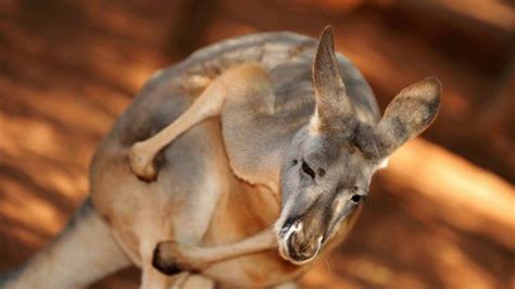 Police Subdue Giant Angry Kangaroo With Pepper Spray Fox News