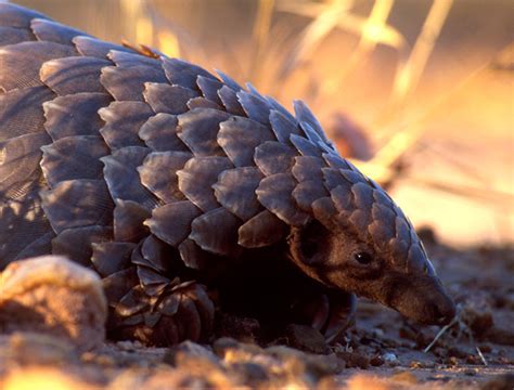 5 Things You Didnt Know About The Pangolin African Wildlife Foundation