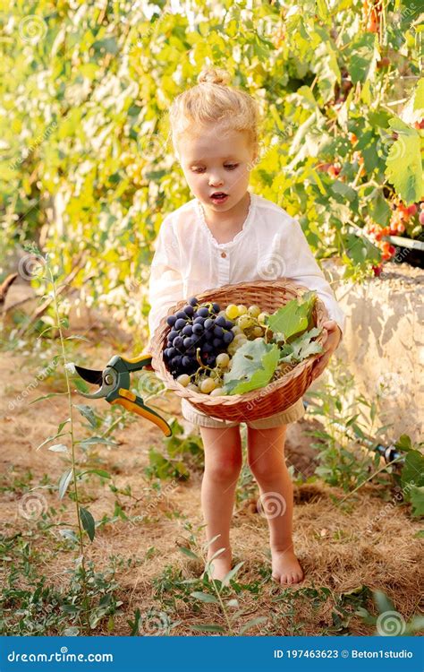 Grapes Harvest Little Baby Girl Picks Grape Harvest In Basket In
