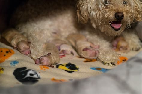 50 Proud Dog Mommies With Their Puppies