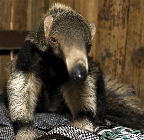 Giant Anteater Facts And New Photographs The Wildlife
