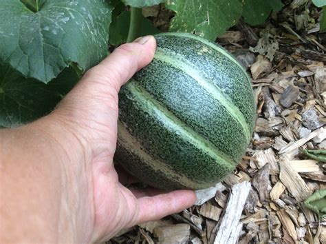 Watermelon growing and Melon growing thread of 2018 - General Fruit Growing - Growing Fruit