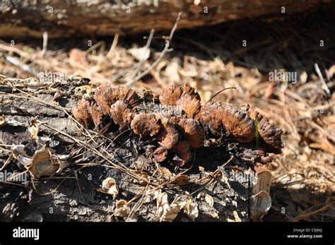 Fungi Growth On Dead Tree Hi Res Stock Photography And Images Alamy