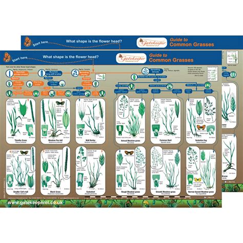 Common Grasses Identification Guide