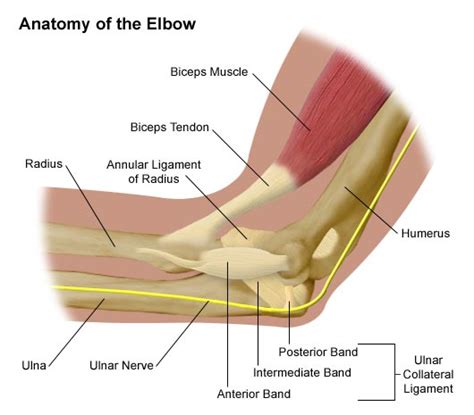 Anatomy Of The Elbow Comprehensive Orthopaedics