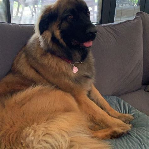 15 Impressive Facts About The Leonberger Petpress