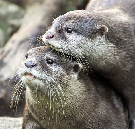 Uhhh Look At This Little Cute Otter Couple D We ♥ River Otters