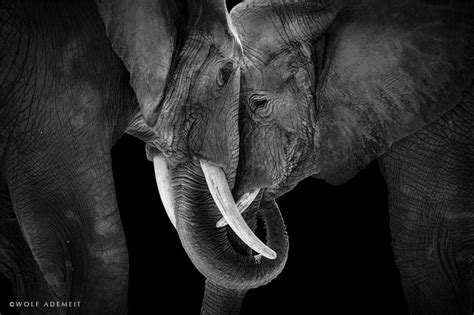 Elephant Love Photographer Shows The Emotional Side Of Giants Bored