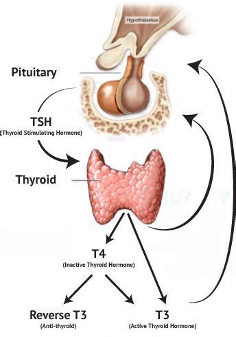 The Thyroid Gland is a butterfly shaped gland ƸӜƷ located in your