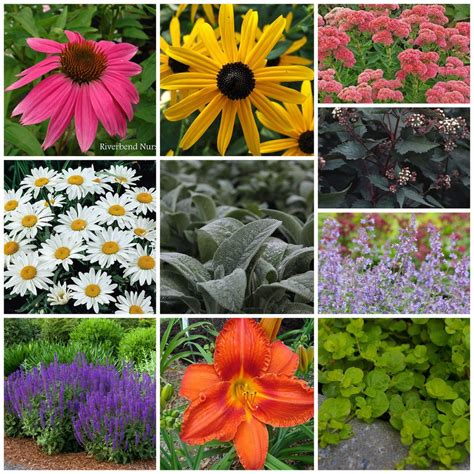 18 Perfect Perennials For Growing In Zones 6b7a Flower Garden Plans