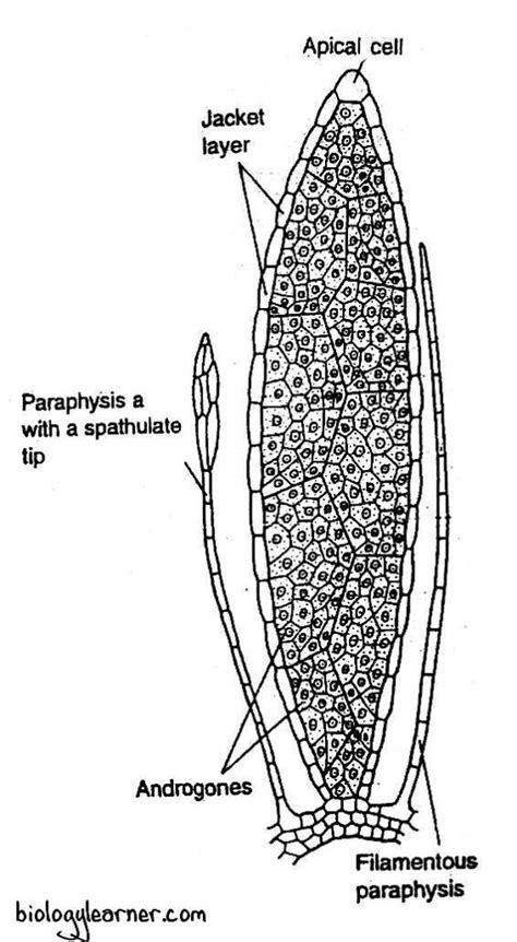 Polytrichum Distribution Structure Reproduction