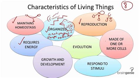 211 Characteristics Of Living Things Youtube