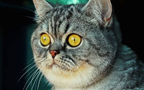 Gray British Shorthair Close Up Cat With Yellow Eyes Bokeh Cute