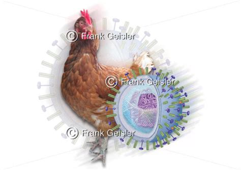 Vogelgrippe Influenza Virus Bei Geflügel Medical Pictures