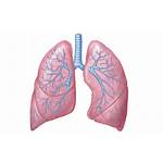 Lungs Lung Respiratory Background System Clipart Transparent