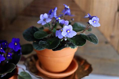 African Violet Care An Easy To Follow Guide African Violet Care African Violets Plants