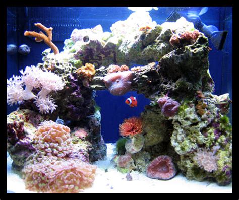 12g Nano Cube Tank Shots Nano Reef Community