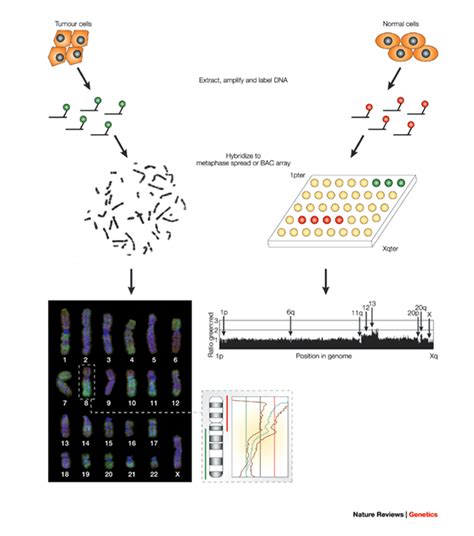 Comparative Genome Hybridization World Library Of Science