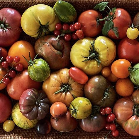 5 Heirloom Tomato Varieties That Embody The Essence Of Summer Happy Dirt