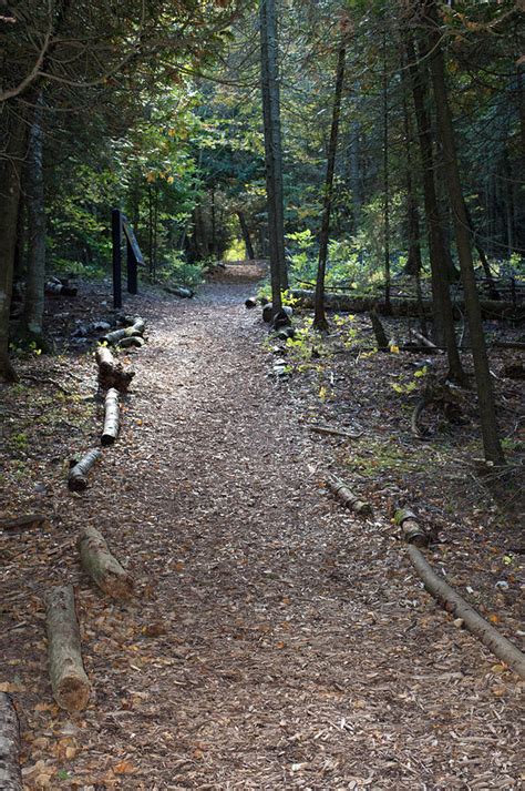 Wooded Path Photograph By Linda Kerkau Fine Art America