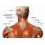 Shoulder Tendons Chart / Is Your Upper Back Pain Defeating You 