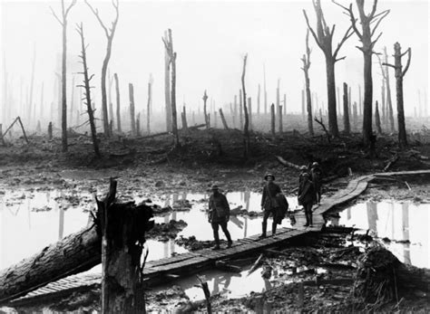 Woods In Wartime Trees On The Front Line Picturing The Great Warthe