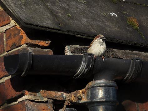 House Sparrow Food Nesting Distribution And Other Facts Garden Birds