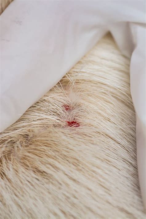 Dog Blood After Remove Ticks From The Fur Stock Image Image Of