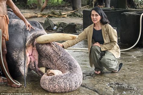 Guess The Race Unimaginable Cruelty To Elephants The Asian Commercial Sex Scene