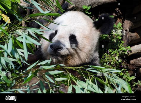Giant Panda Chewing Bamboo Vienna Tiergarten Zoo Austria Stock Photo
