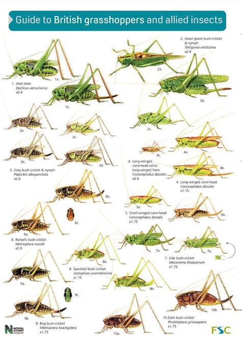 Insect Identification Charts Watkins And Doncaster