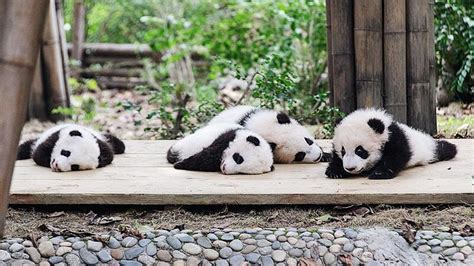 20 Gambar Bayi Panda Lucu Yang Bakal Bikin Kamu Gemas Kepogaul