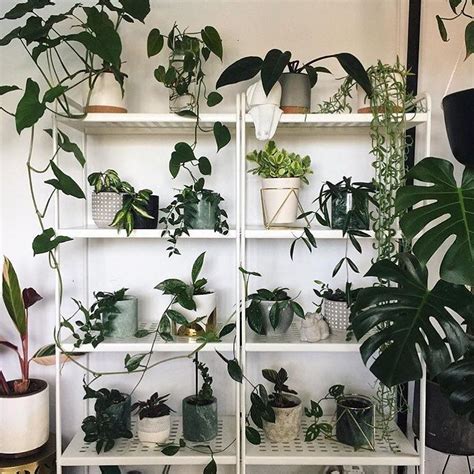 House Plant Club Houseplantclub On Instagram Open Shelving Is
