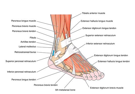 Attaches the calf muscle to the heel bone. Foot & Ankle - Elmhurst Orthopaedics
