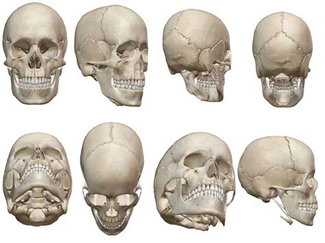 Crânio Diversas Posições Figuras humanas Anatomia do rosto Crânios