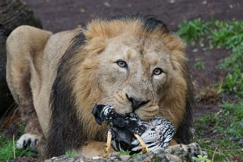 무료 이미지 남성 야생 생물 동물원 식품 육식 동물 먹다 동물 상 위엄 있는 큰 고양이 척골가 있는 원정