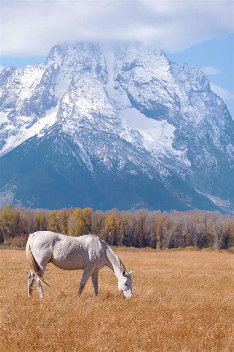 White Horse In Teton National Park Wy Usa Teton National Park