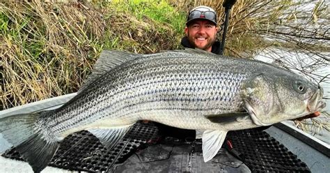 Fisherman Lands Monstrous Pound Striped Bass On The Sacramento River