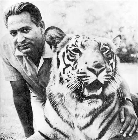 50 Years Of Project Tiger Half A Century On Conservation Has To Move