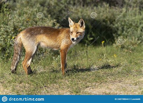 Young Red Fox The Largest Of The True Foxes Standing In A Dune Area