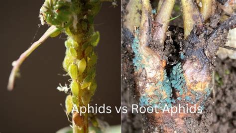 Root Aphids Vs Aphids How To Identify And Prevent Infestations