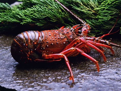 19 Crustacean Hd Wallpapers Background Images Wallpaper Abyss