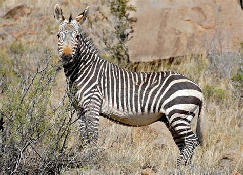 Why Mountain Zebra Park is special to me - Wild Card