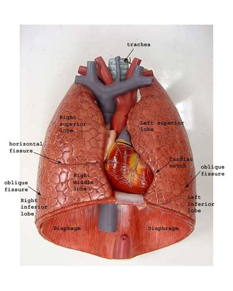Lung Anatomy Medical Anatomy Respiratory Therapy Respiratory System