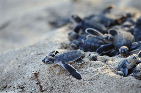 When Do Sea Turtles Hatch In Nc Banks Hatching Tortues Birmanie Verdi Mergui Tartarugas Archipel