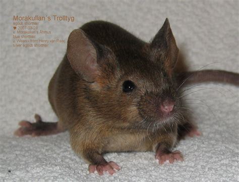 Agouti Mouse Genetics Colors Markings And Coats Mouse Savvity
