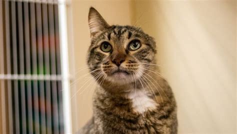 Cat Is Returned To Animal Shelter 10 Years After Adoption