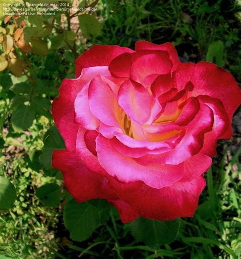 Plantfiles Pictures Hybrid Tea Rose Gardens Of The World Rosa By
