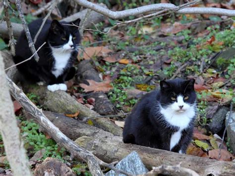 Difference Between Feral And Stray Cats Purrpetrators